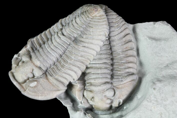 Two Detailed Flexicalymene Trilobite Plate - Ohio #76370